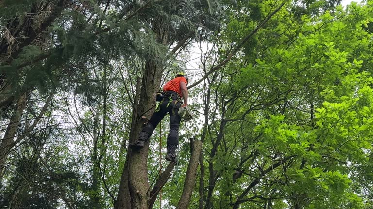 Best Tree Maintenance Programs  in Russell, PA